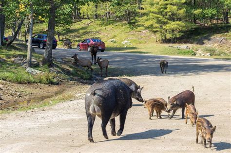 parc omega zoo canada|parc omega admission fee.